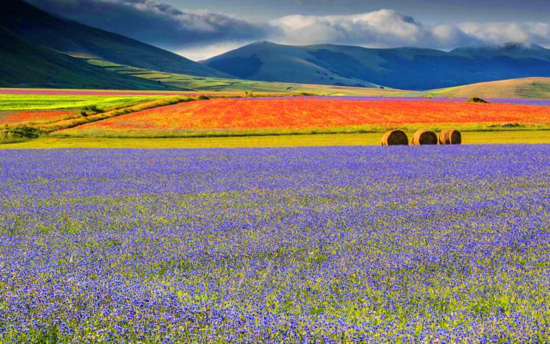 La fioritura di Castelluccio di Norcia